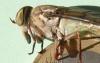 Tabanus glaucus